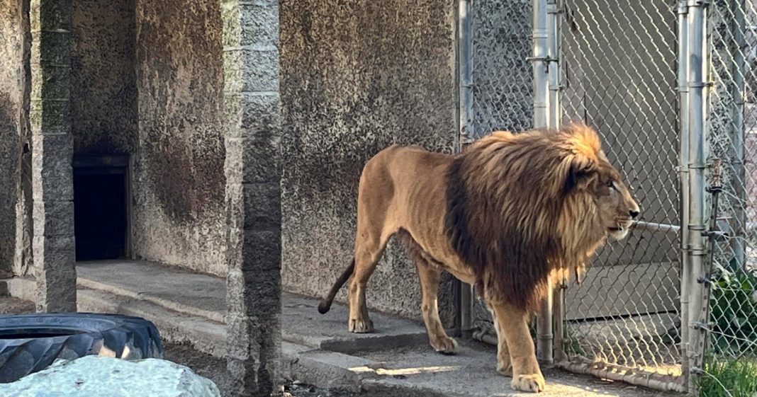 Oregon zoo owner arrested after raid uncovered meth, cocaine, firearms and $1.6M