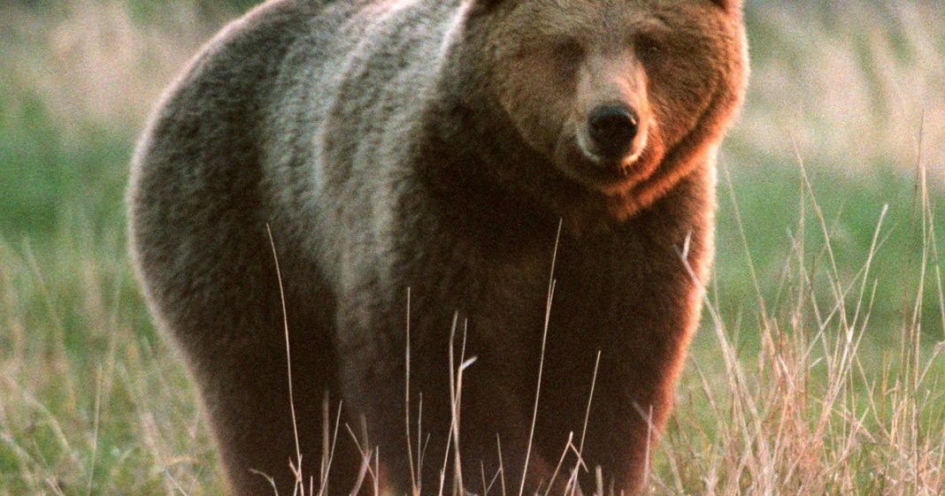 Brown bear mauls woman on popular Alaska trail, and searchers are looking for it